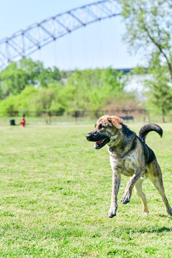 Photo of dog running in Mud Island Park at Harbor Island located in Memphis, TN 38103